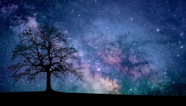 宇宙と木